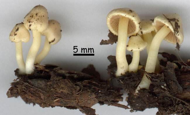 Inocybe paludinella